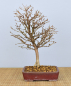 Preview: Bonsai Outdoor, Japanische Lärche (Larix kaempferi)